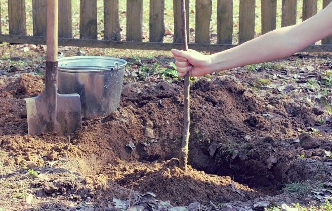 когда сажать яблоню грушовку московскую когда сажать яблоню грушовку московскую