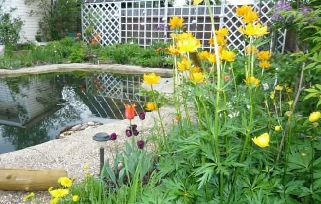 Купальница европейская в ландшафтном дизайне водоем Купальница европейская в ландшафтном дизайне водоем