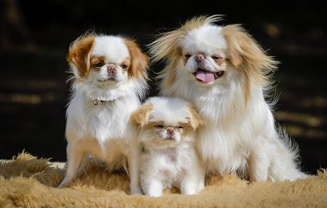 минусы японского хина минусы японского хина