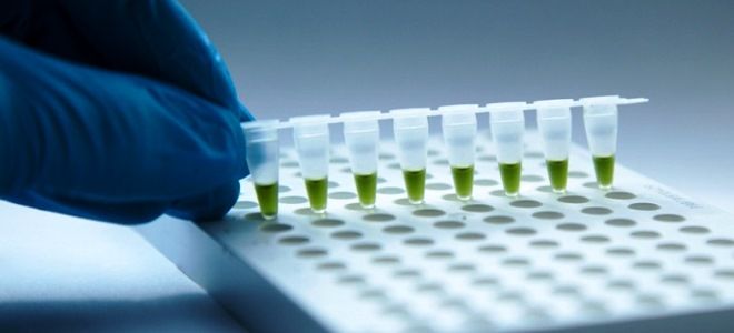 пцр инфекции пцр инфекции