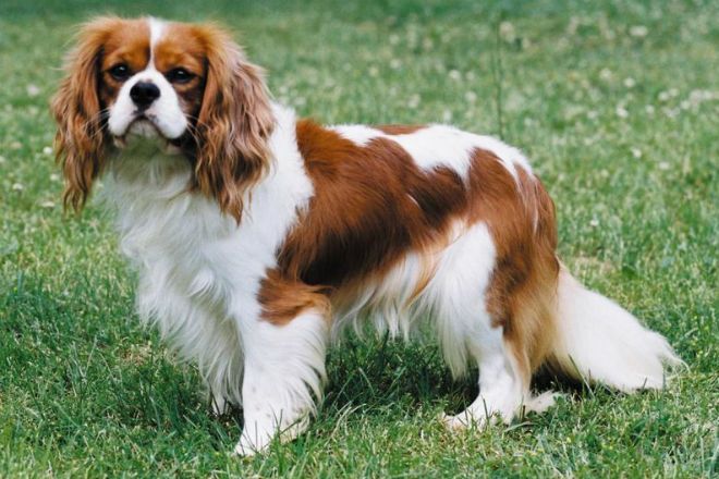 почему храпит кавалер кинг чарльз спаниель почему храпит кавалер кинг чарльз спаниель