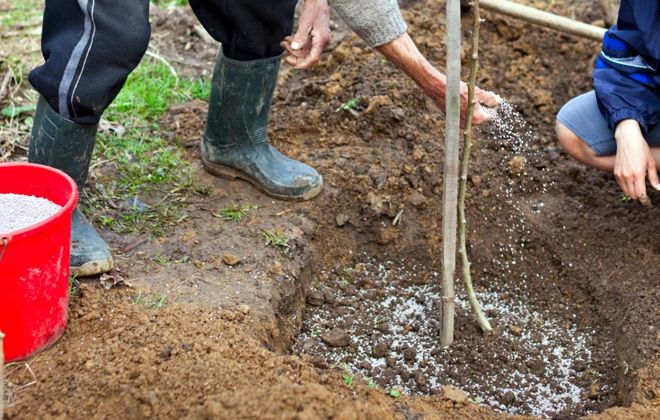 подкормка фруктовых деревьев подкормка фруктовых деревьев