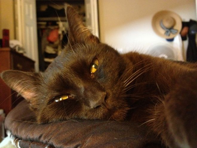 Порода кошек гавана содержание Порода кошек гавана содержание