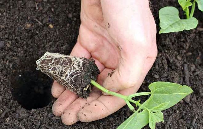 посадка рассады фасоли посадка рассады фасоли