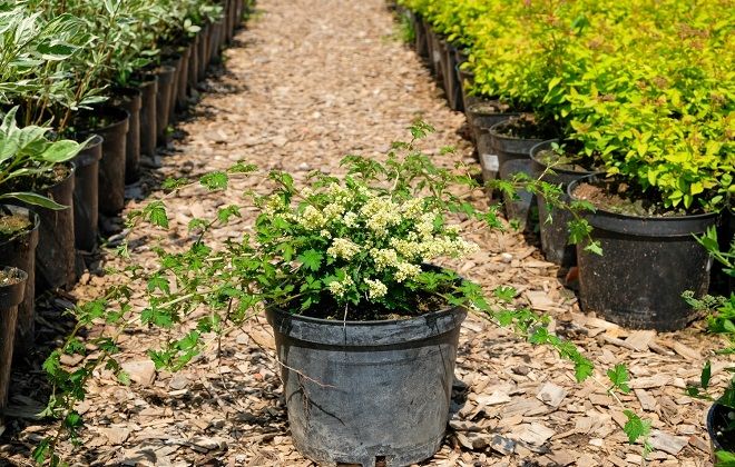 посадка стефанандры посадка стефанандры