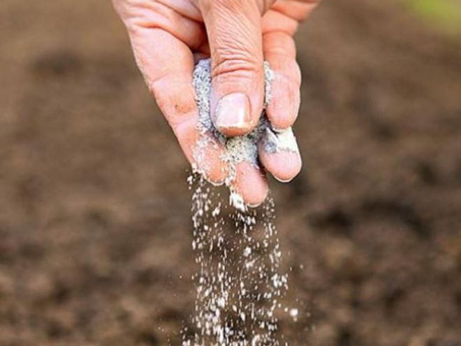 Посев моркови с песком Посев моркови с песком