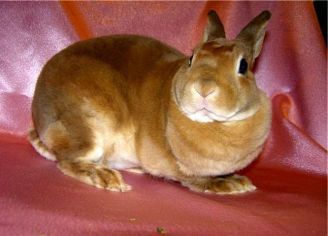 рыжий ролик рекс рыжий ролик рекс