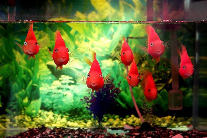 сколько живут рыбы попугаи сколько живут рыбы попугаи