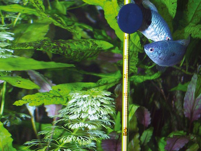 Температура воды в аквариуме для рыбок Температура воды в аквариуме для рыбок