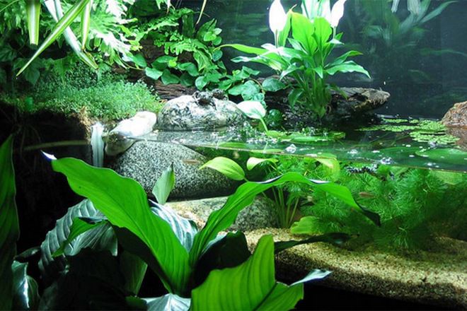 в каком аквариуме держать тритона в каком аквариуме держать тритона