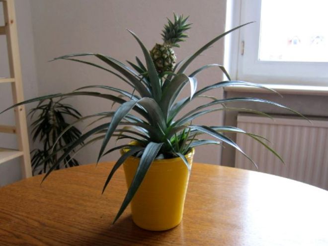 В какой горшок посадить пророщенный ананас В какой горшок посадить пророщенный ананас