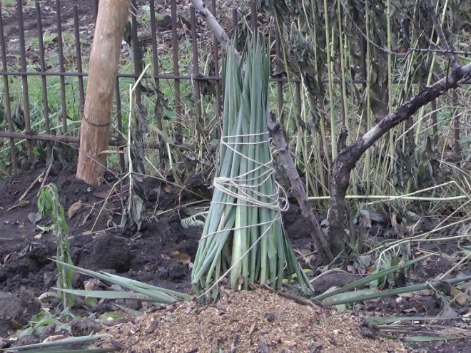Юкка садовая - уход и пересадка Юкка садовая - уход и пересадка