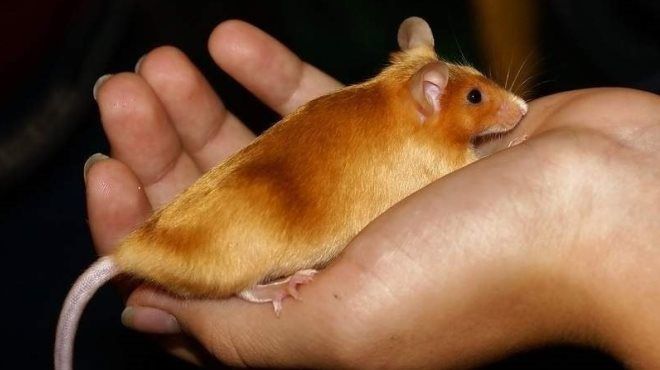 земляная Крыса земляная Крыса