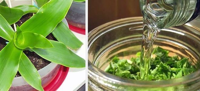 золотой ус от пяточной шпоры золотой ус от пяточной шпоры