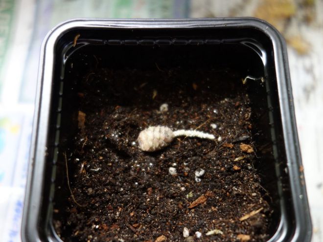 Ахименесы - когда сажать ризомы Ахименесы - когда сажать ризомы