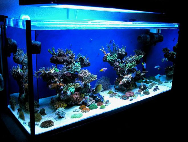 Аквариум с морской водой особенности Аквариум с морской водой особенности