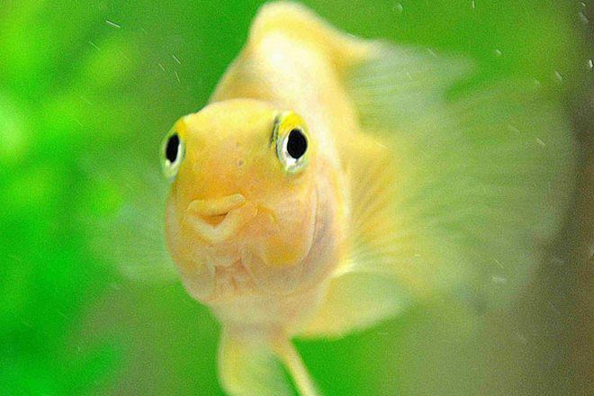 аквариумная рыба попугай содержание аквариумная рыба попугай содержание