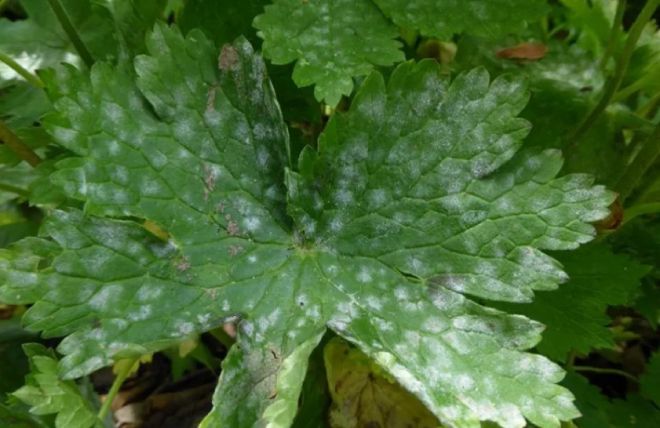 болезни бузульника Пржевальского мучнистая роса болезни бузульника Пржевальского мучнистая роса