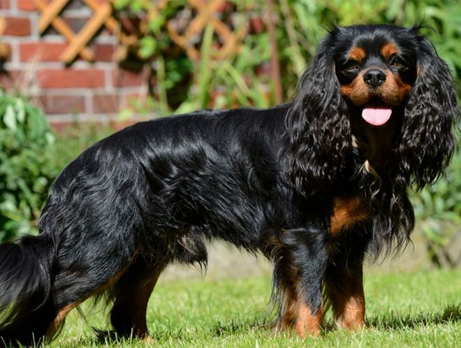 черно подпалый черно подпалый