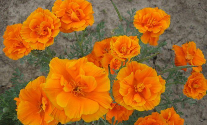 эшшольция оранжевый король эшшольция оранжевый король