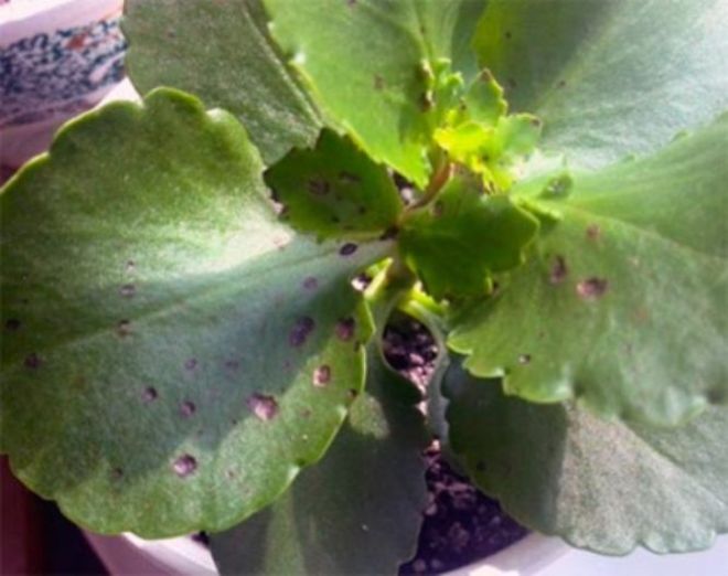 Фитофторозная гниль Фитофторозная гниль