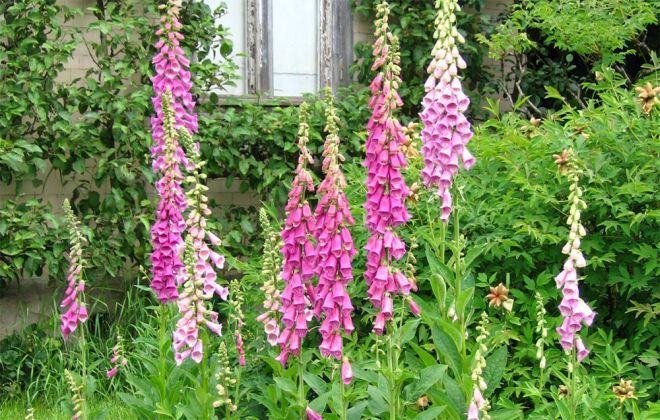 Где сажать наперстянку Где сажать наперстянку