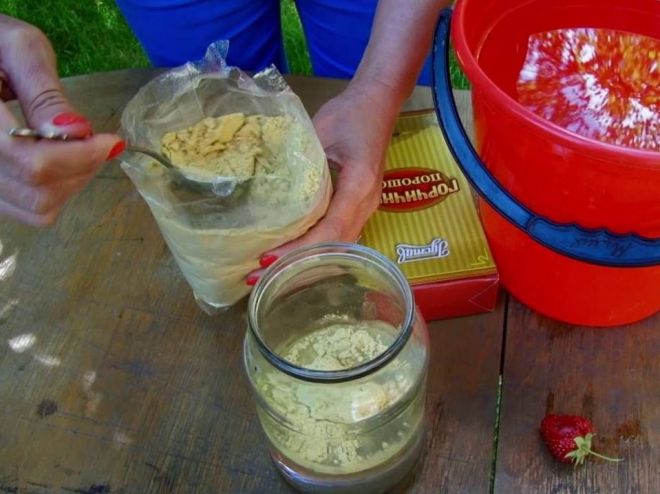 Горчица от тли на смородине Горчица от тли на смородине