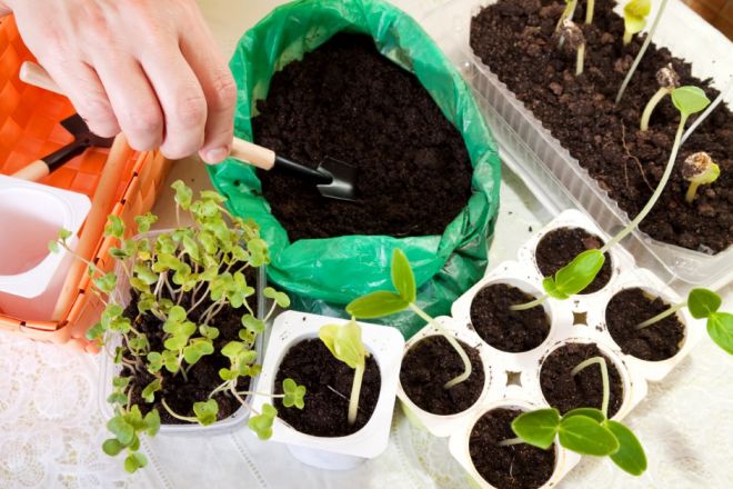 грунт для рассады овощей грунт для рассады овощей