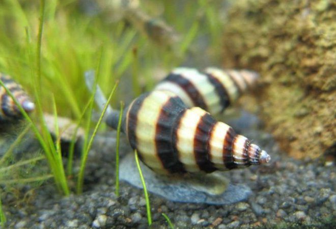 хелена пара хелена пара