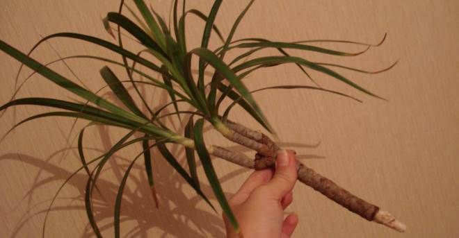 Как черенковать драцену в домашних условиях Как черенковать драцену в домашних условиях