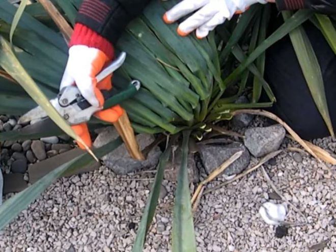 Как обрезать юкку садовую Как обрезать юкку садовую