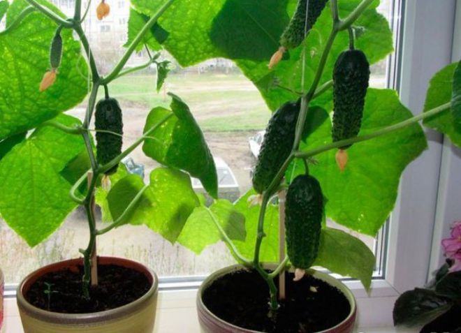 как посадить огурцы дома на подоконнике как посадить огурцы дома на подоконнике