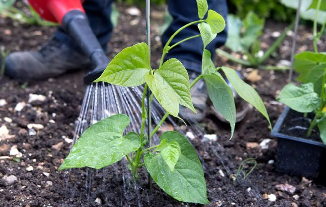 как удобрять фасоль как удобрять фасоль