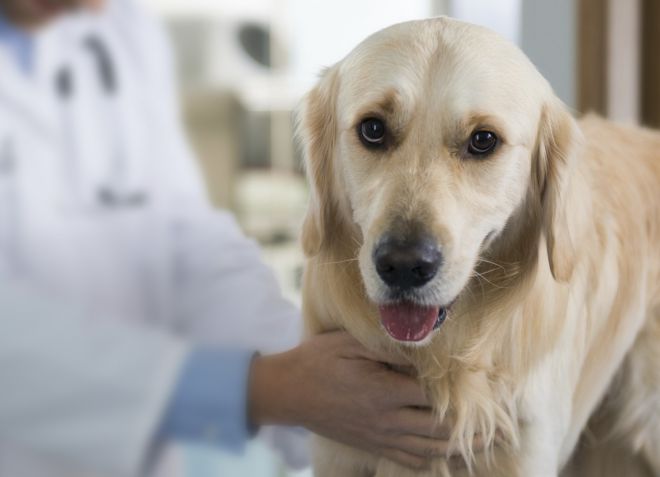 как вылечить демодекоз у собаки как вылечить демодекоз у собаки