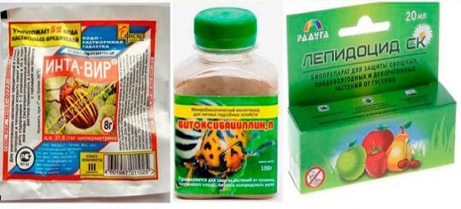 как вывести двухвостку как вывести двухвостку