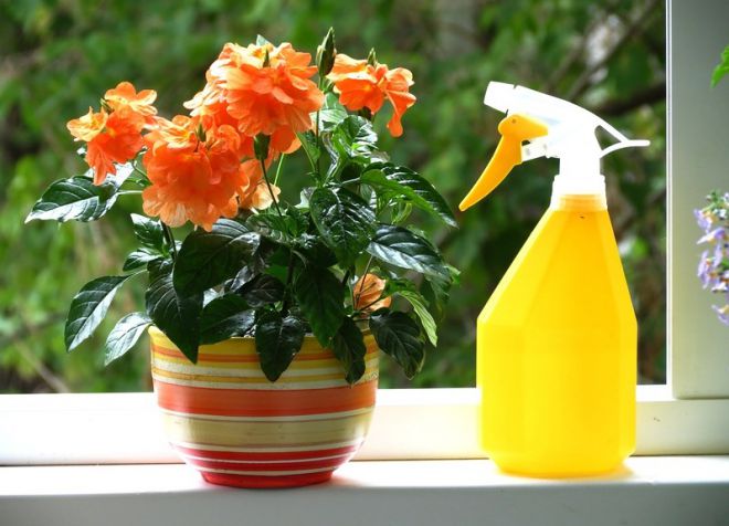 комнатная кроссандра правила полива комнатная кроссандра правила полива