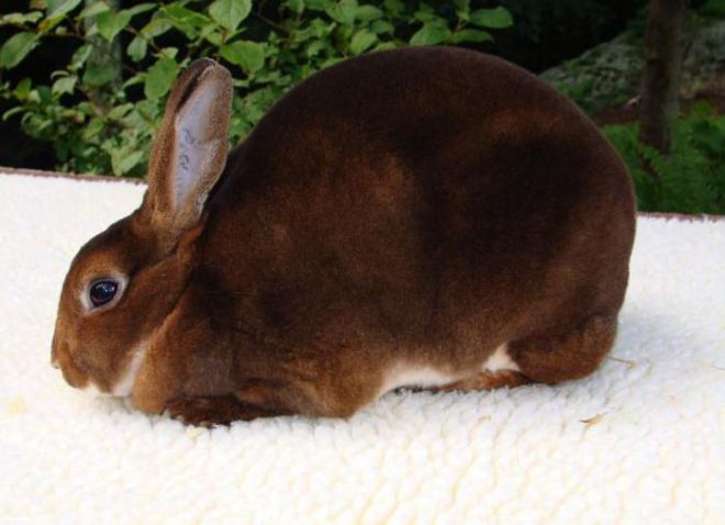 коричневый кролик рекс коричневый кролик рекс