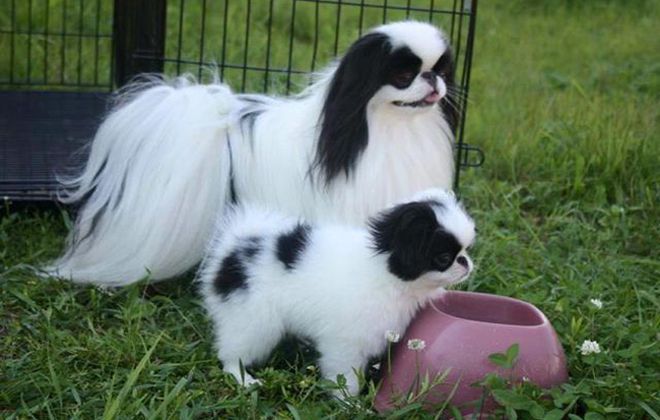 кормить японского хина кормить японского хина