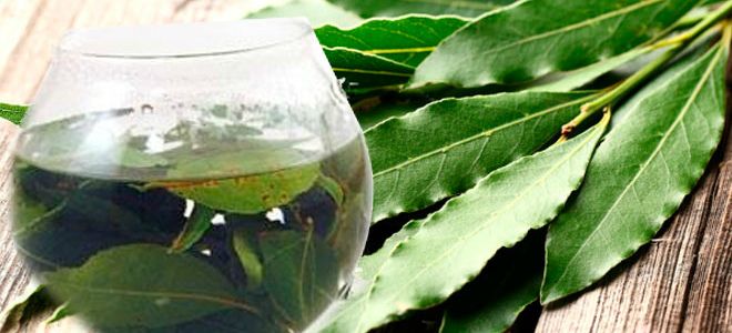 лавровый лист от сахарного диабета лавровый лист от сахарного диабета