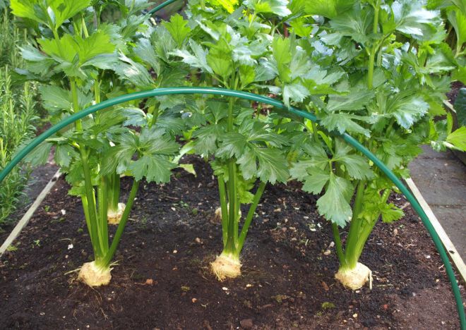 листовой сельдерей листовой сельдерей