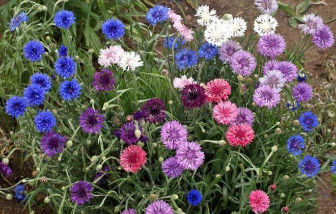 нигелла уход за нигелла уход за