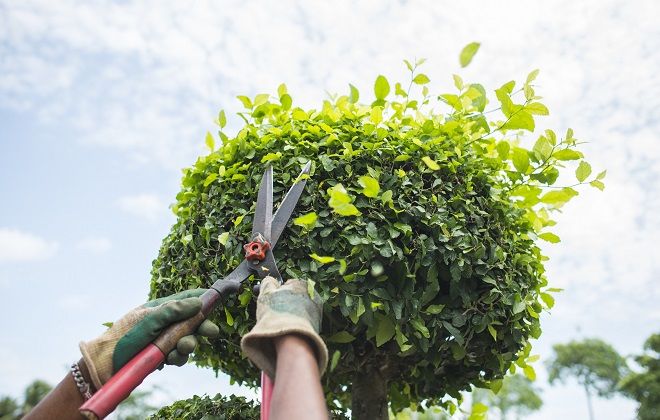 обрезка стефанандры обрезка стефанандры