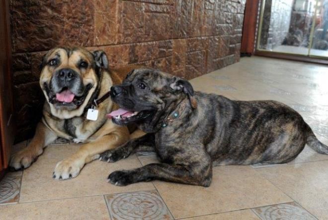 окрасы кадебо окрасы кадебо