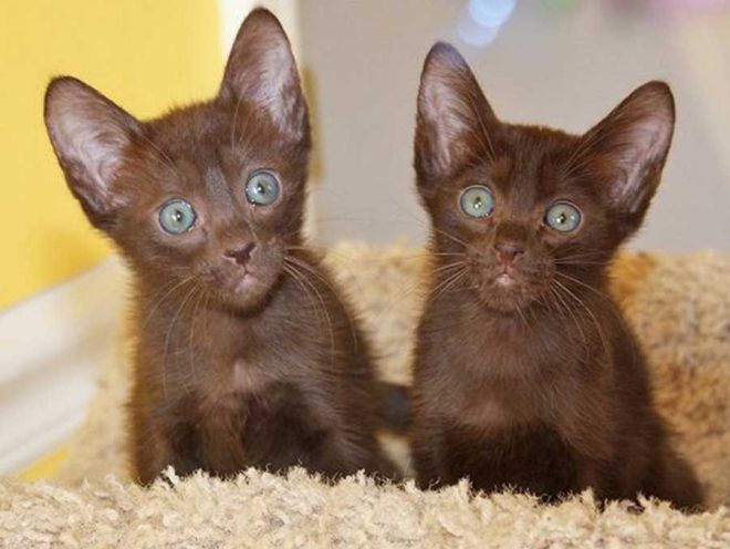 Ориентальные котята гавана особенности ухода Ориентальные котята гавана особенности ухода