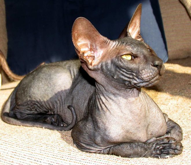 петерболд петерболд