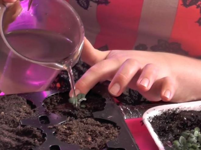 Пикировка цинерарии Пикировка цинерарии