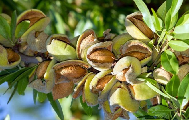 посадка и уход за миндальным деревом посадка и уход за миндальным деревом