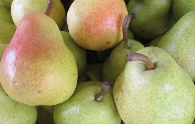 разновидности груши дюшес разновидности груши дюшес