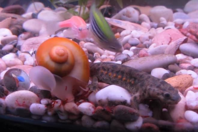 с кем может жить тритон в аквариуме с кем может жить тритон в аквариуме