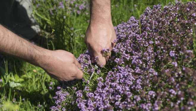 тимьян ползучий обрезка тимьян ползучий обрезка